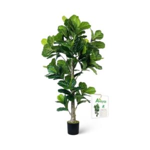 Aveyas Fiddle Leaf
